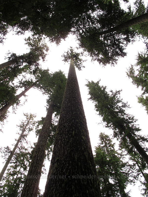 very tall conifers [Memaloose Lake Trail, Clackamas Wilderness, Clackamas County, Oregon]