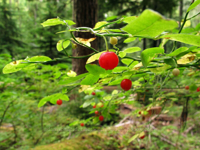 red huckleberries (Vaccinium parvifolium) [Memaloose Lake Trail, Clackamas Wilderness, Oregon]