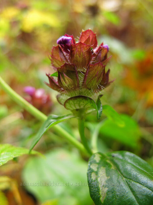 self-heal (Prunella vulgaris) [Canyon Trail, Silver Falls State Park, Oregon]