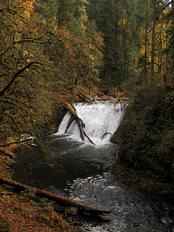 Lower North Falls [Canyon Trail, Silver Falls State Park, Oregon]