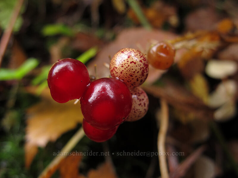 false solomon's-seal berries (Maianthemum racemosum) [Canyon Trail, Silver Falls State Park, Oregon]