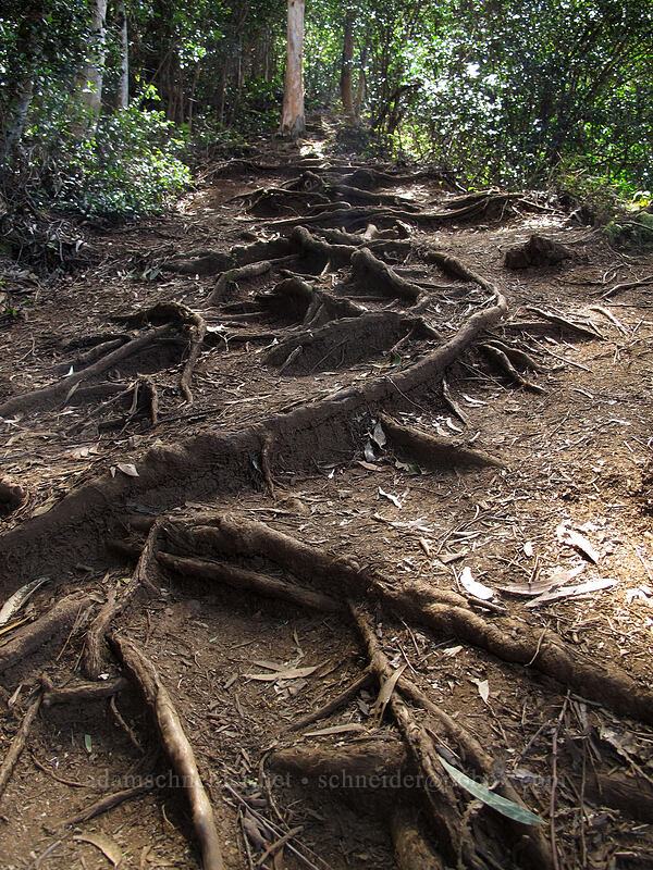 rooty trail ['Okolehao Trail, Hanalei, Kaua'i, Hawaii]