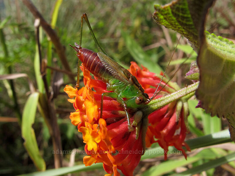 male katydid on lantana (Orchelimum sp., Lantana camara) ['Okolehao Trail, Hanalei, Kaua'i, Hawaii]