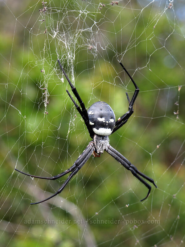 Kaua'i spooky-face spider (Argiope trifasciata kauaiensis (Argiope avara kauaiensis)) [Hihimanu Trail, Hanalei, Kaua'i, Hawaii]