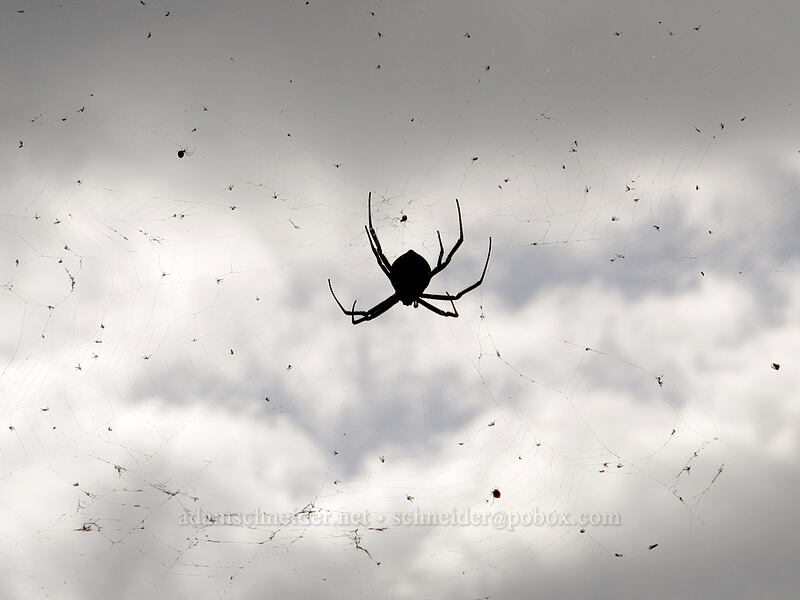 Kaua'i spooky-face spider (Argiope trifasciata kauaiensis (Argiope avara kauaiensis)) ['Okolehao Trail, Hanalei, Kaua'i, Hawaii]