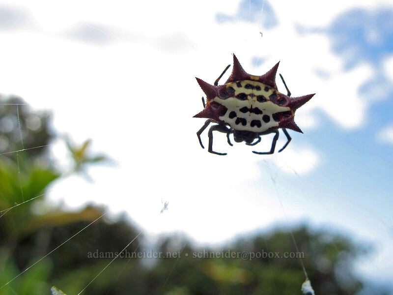 spiny-backed orb-weaver spider (Gasteracantha cancriformis) ['Okolehao Trail, Hanalei, Kaua'i, Hawaii]