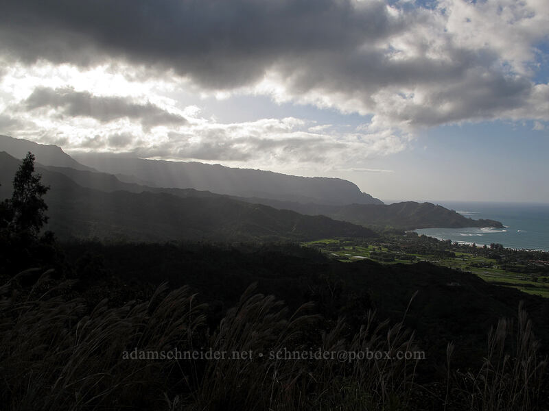Wainiha Pali & Makahoa Point ['Okolehao Trail, Hanalei, Kaua'i, Hawaii]