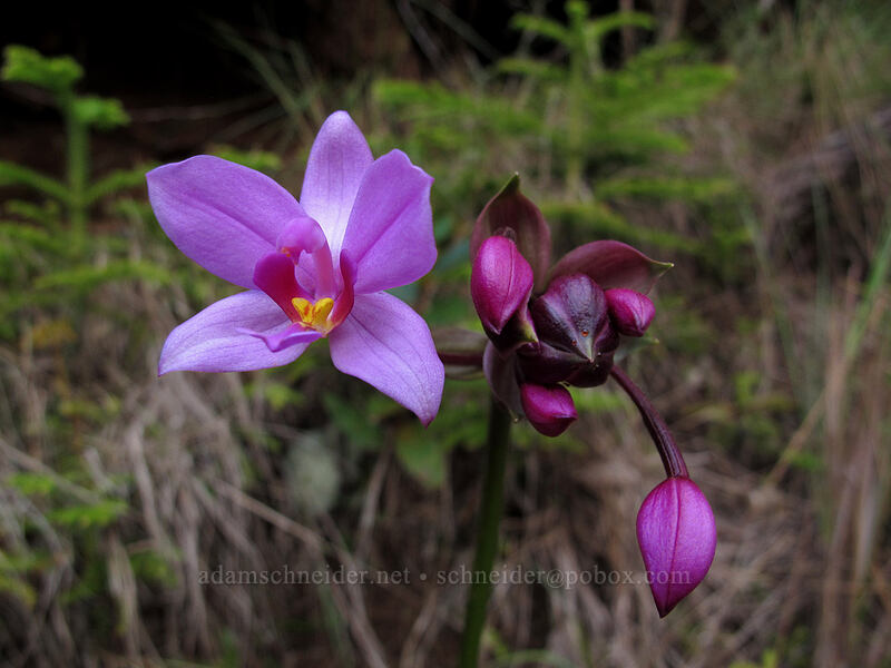 Philippine ground orchid (Spathoglottis plicata) ['Okolehao Trail, Hanalei, Kaua'i, Hawaii]