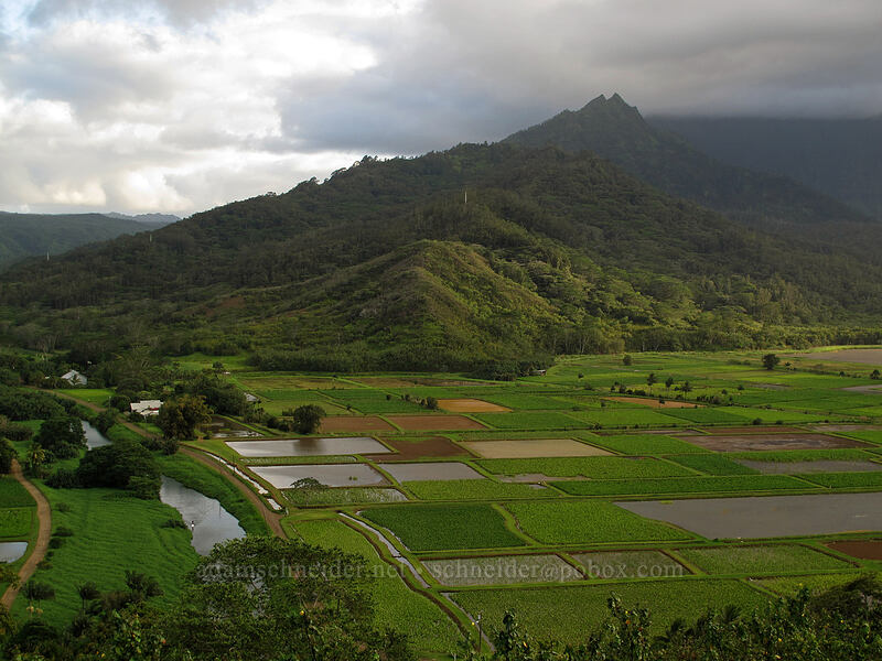 'Okolehao ridge & Hihimanu [Hanalei Lookout, Princeville, Kaua'i, Hawaii]