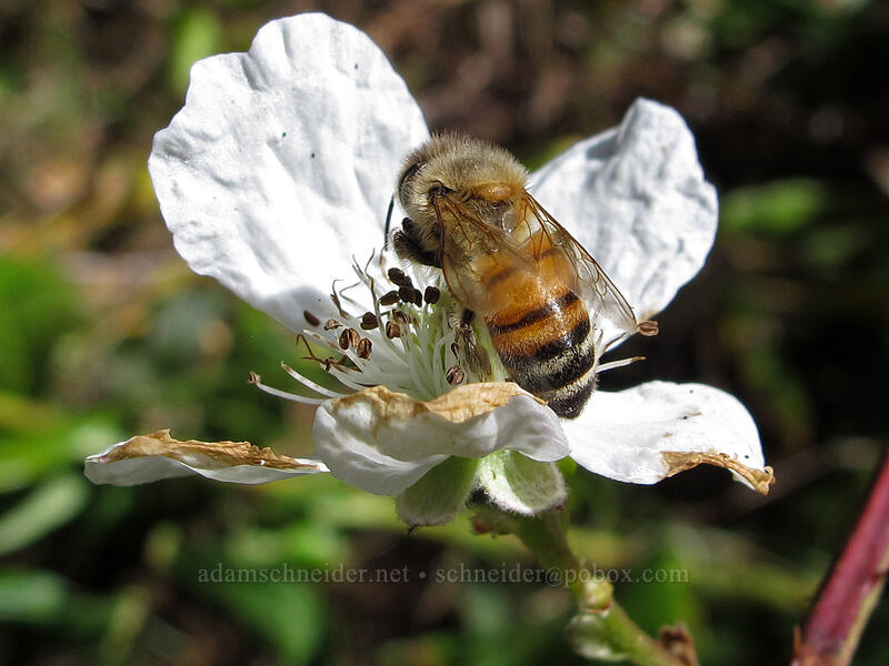 honeybee on blackberry flower (Apis mellifera, Rubus bifrons (Rubus armeniacus)) [Nu'alolo Trail, Ku'ia Natural Area Reserve, Kaua'i, Hawaii]