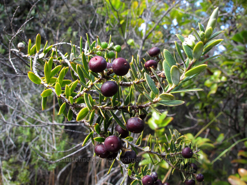 pukiawe berries (Leptecophylla tameiameiae (Styphelia tameiameiae)) [Nu'alolo Trail, Ku'ia Natural Area Reserve, Kaua'i, Hawaii]