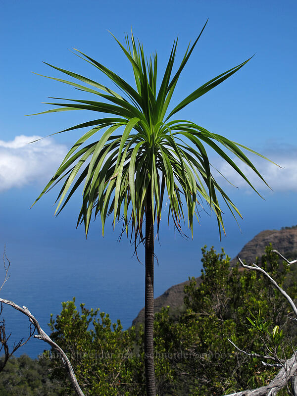 iliau (Wilkesia gymnoxiphium) [Nu'alolo Trail, Ku'ia Natural Area Reserve, Kaua'i, Hawaii]