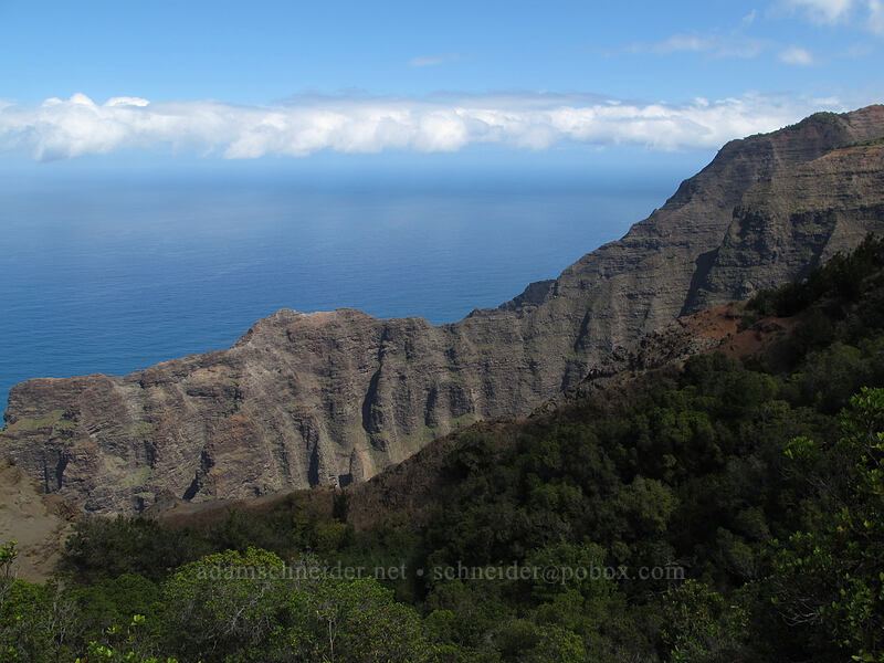 ridge between Nu'alolo & Awa'awapuhi valleys [Nu'alolo Trail, Na Pali-Kona Forest Reserve, Kaua'i, Hawaii]