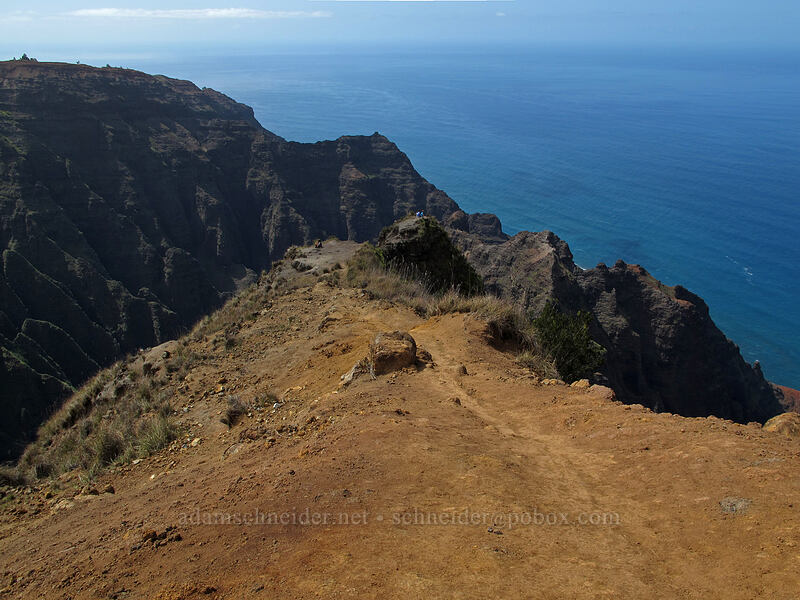 ridge above Nu'alolo Valley [Awa'awapuhi Vista, Na Pali-Kona Forest Reserve, Kaua'i, Hawaii]