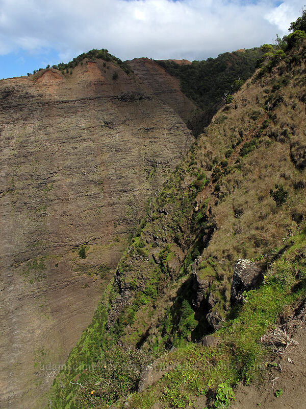 upper Awa'awapuhi Valley [Awa'awapuhi Vista, Na Pali-Kona Forest Reserve, Kaua'i, Hawaii]