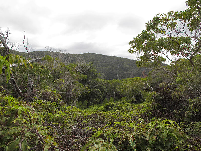 mesic forest [Awa'awapuhi Trail, Koke'e State Park, Kaua'i, Hawaii]