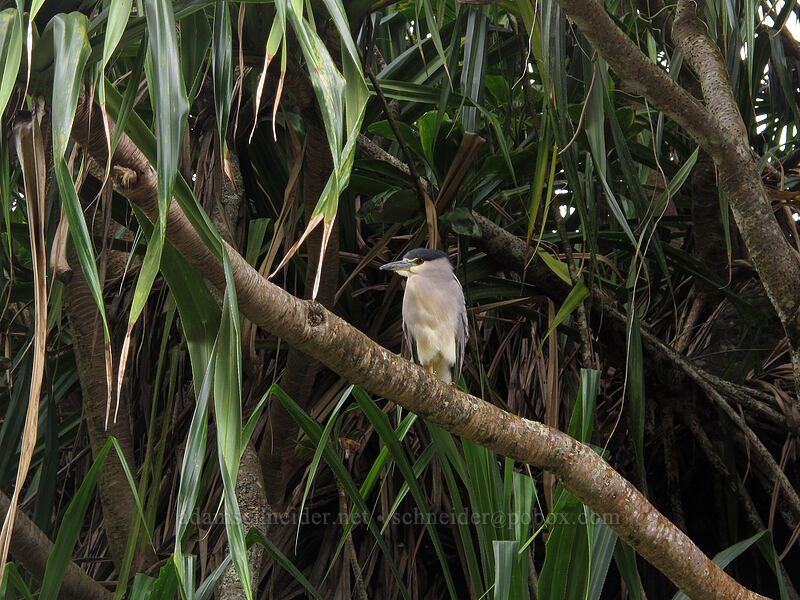 black-crowned night heron ('auku'u) in hala tree (Nycticorax nycticorax, Pandanus tectorius) [Hanakapi'ai Valley, Na Pali Coast State Park, Kaua'i, Hawaii]