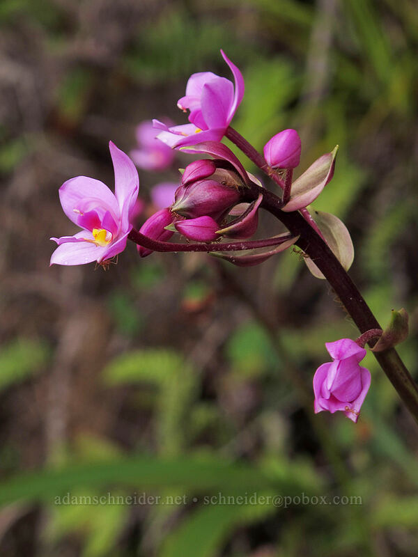 Philippine ground orchid (Spathoglottis plicata) [Kalalau Trail, Na Pali Coast State Park, Kaua'i, Hawaii]