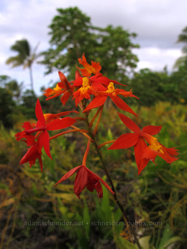 butterfly orchid (Epidendrum x obrienianum) [above Ke'e Beach, Ha'ena State Park, Kaua'i, Hawaii]