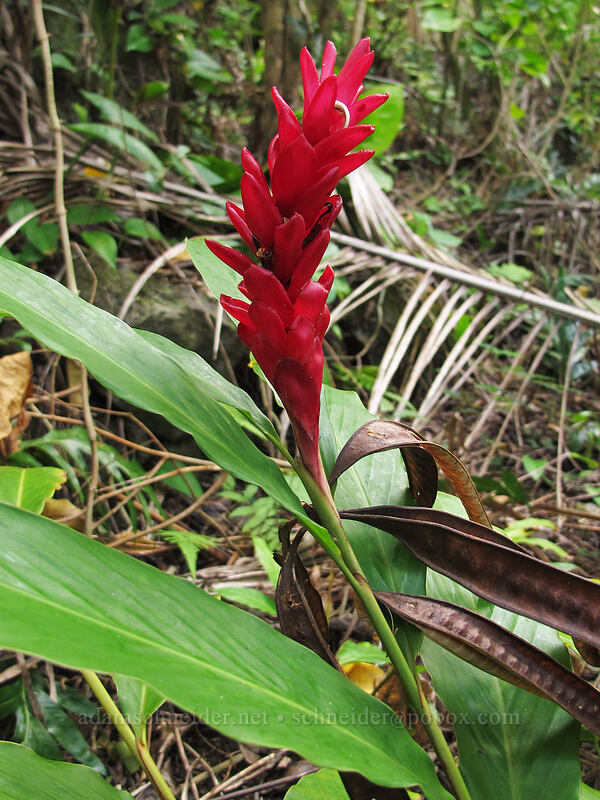 red ginger (Alpinia purpurata) [above Ke'e Beach, Ha'ena State Park, Kaua'i, Hawaii]