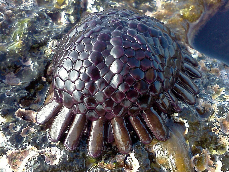 shingle urchin (Colobocentrotus atratus) [Brennecke's Beach, Po'ipu, Kaua'i, Hawaii]
