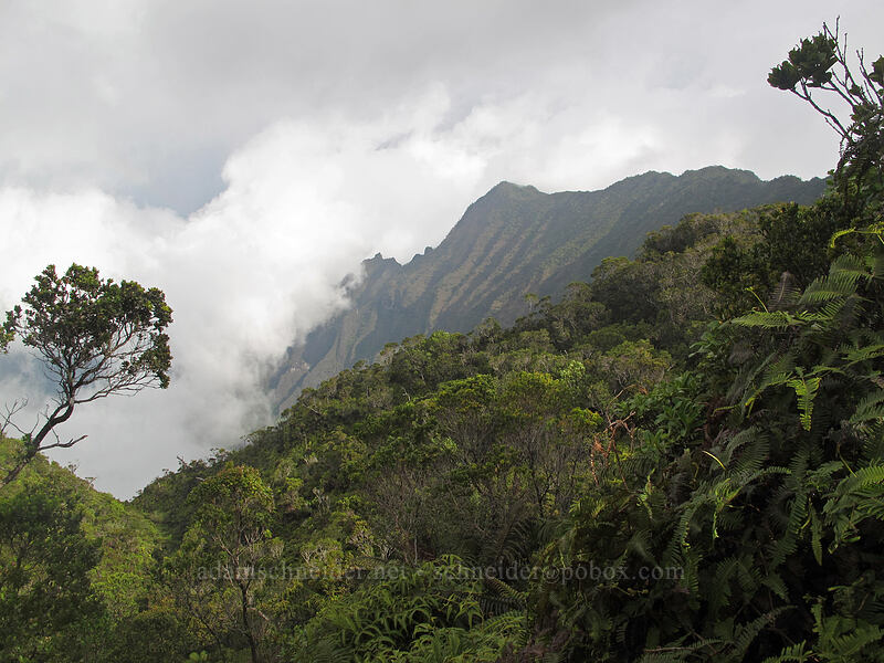Kalalau Valley, half filled with clouds [Pihea Trail, Na Pali-Kona Forest Reserve, Kaua'i, Hawaii]