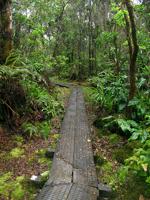 boardwalk [Pihea Trail, Na Pali-Kona Forest Reserve, Kaua'i, Hawaii]