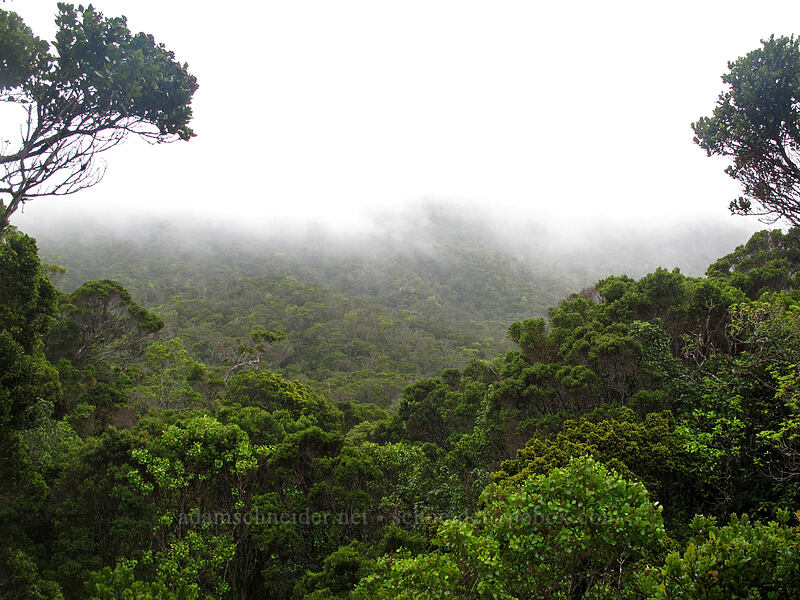 rain forest [Pihea Trail, Na Pali-Kona Forest Reserve, Kaua'i, Hawaii]