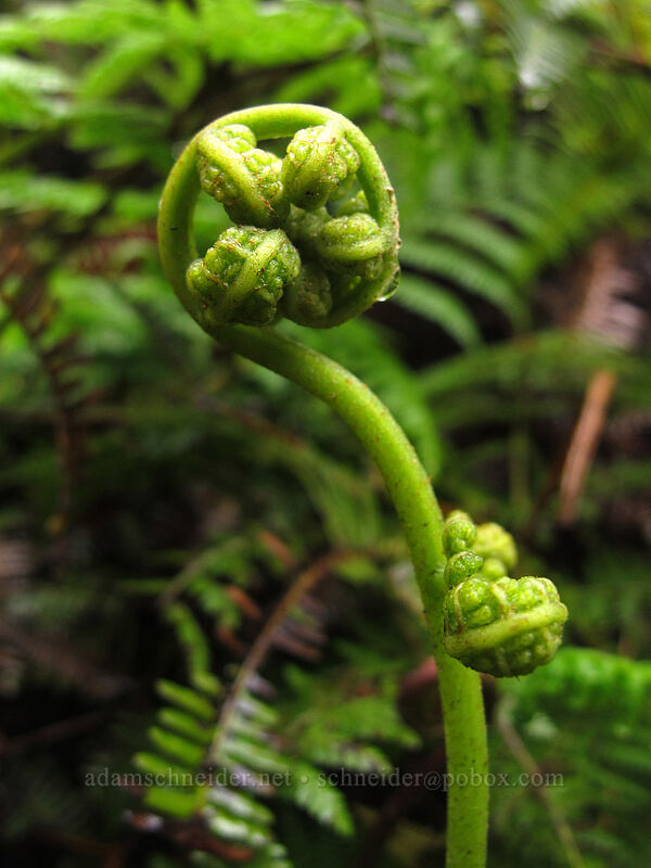 fern fiddlehead [Pihea Trail, Na Pali-Kona Forest Reserve, Kaua'i, Hawaii]