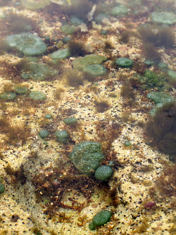 green bubble algae (Dictyosphaeria sp.) [Salt Pond Beach Park, Hanapepe, Kaua'i, Hawaii]