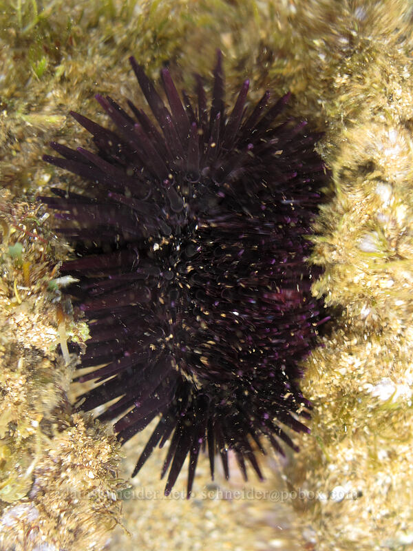 black rock-boring urchin ('ina 'ele'ele) (Echinometra oblonga) [Salt Pond Beach Park, Hanapepe, Kaua'i, Hawaii]