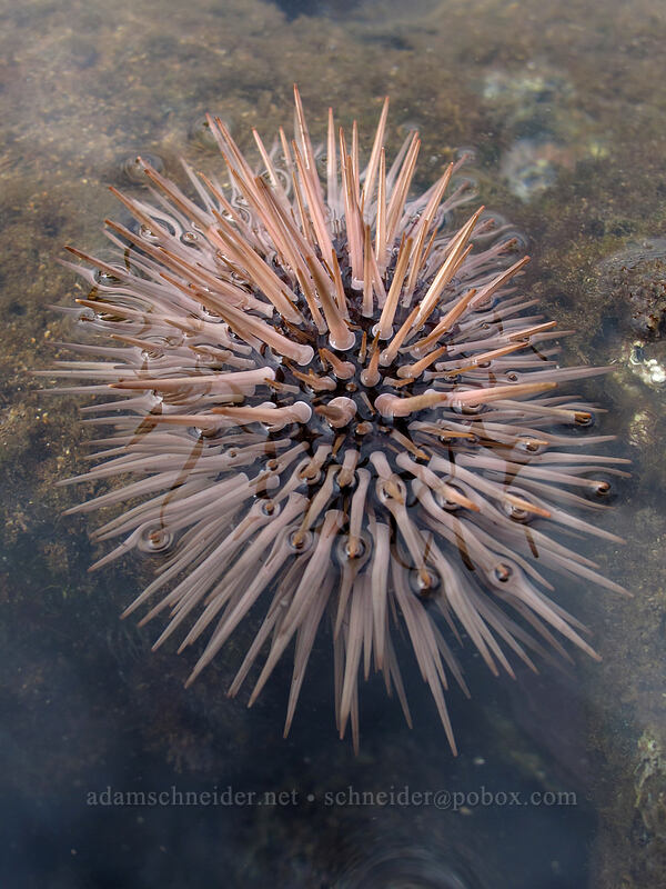 pale rock-boring urchin ('ina 'ula) (Echinometra mathaei) [Salt Pond Beach Park, Hanapepe, Kaua'i, Hawaii]