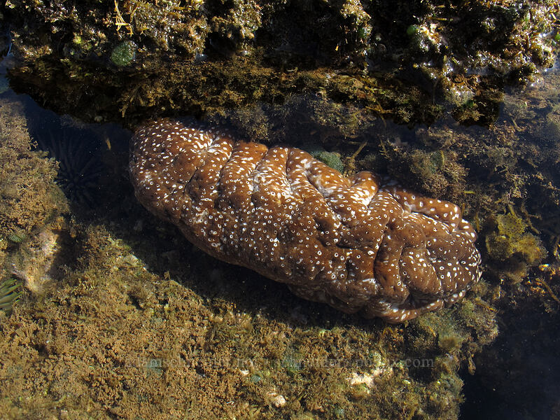 white-spotted sea-cucumber (Actinopyga mauritiana) [Salt Pond Beach Park, Hanapepe, Kaua'i, Hawaii]