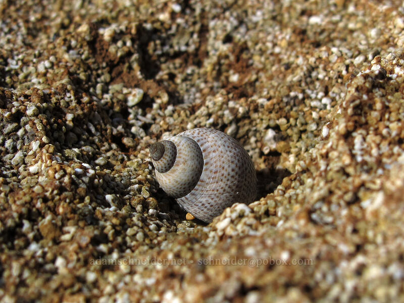 spotted periwinkle shell (Littoraria pintado) [Salt Pond Beach Park, Hanapepe, Kaua'i, Hawaii]