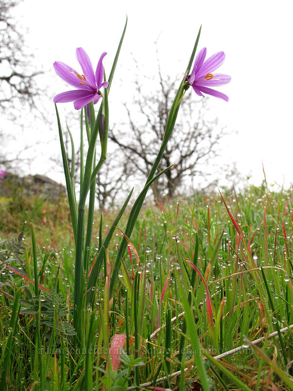 grass widows (Olsynium douglasii) [The Labyrinth, Klickitat County, Washington]