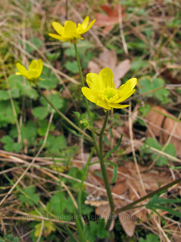 western buttercups (Ranunculus occidentalis) [The Labyrinth, Klickitat County, Washington]