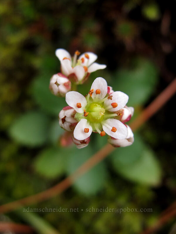 rusty-hair saxifrage (Micranthes rufidula (Saxifraga occidentalis ssp. rufidula)) [The Labyrinth, Klickitat County, Washington]
