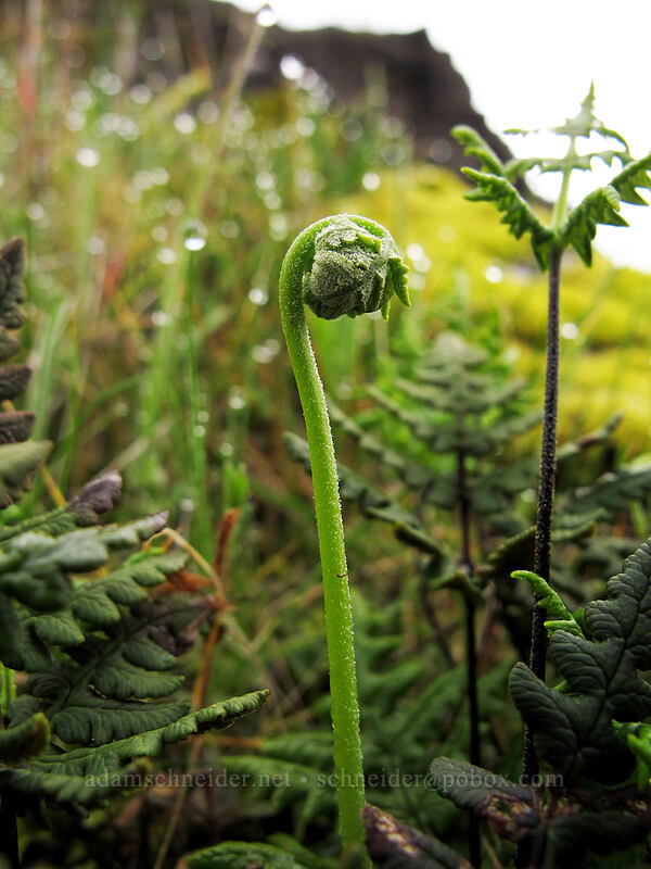 fiddlehead [The Labyrinth, Klickitat County, Washington]