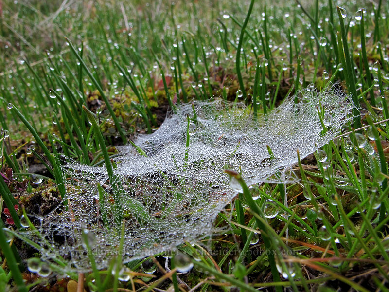 dew-covered web [The Labyrinth, Klickitat County, Washington]