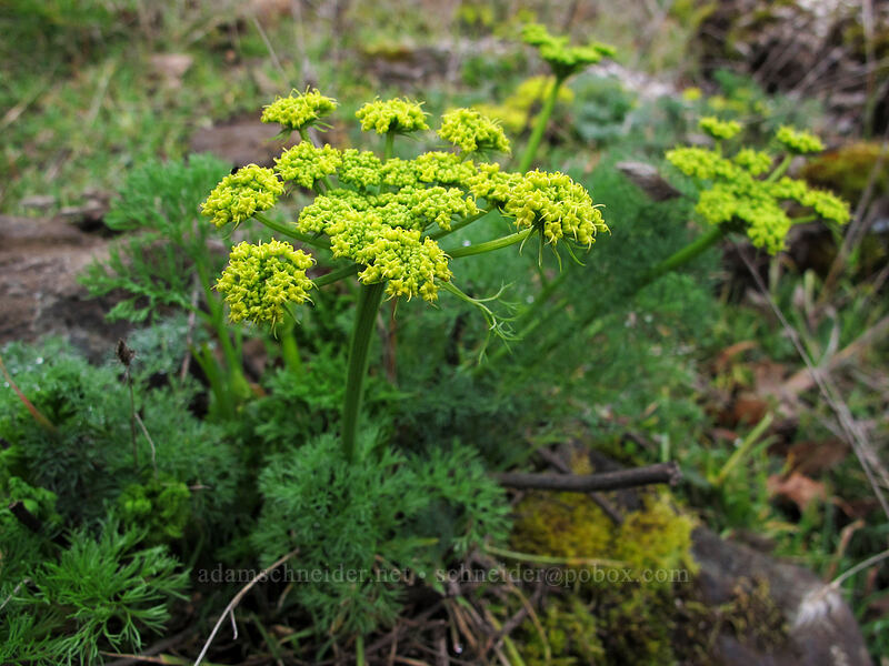 Klickitat desert parsley (Lomatium klickitatense (Lomatium grayi)) [The Labyrinth, Klickitat County, Washington]