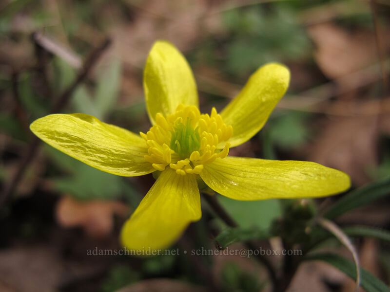 western buttercup (f2.8) (Ranunculus occidentalis) [The Labyrinth, Klickitat County, Washington]