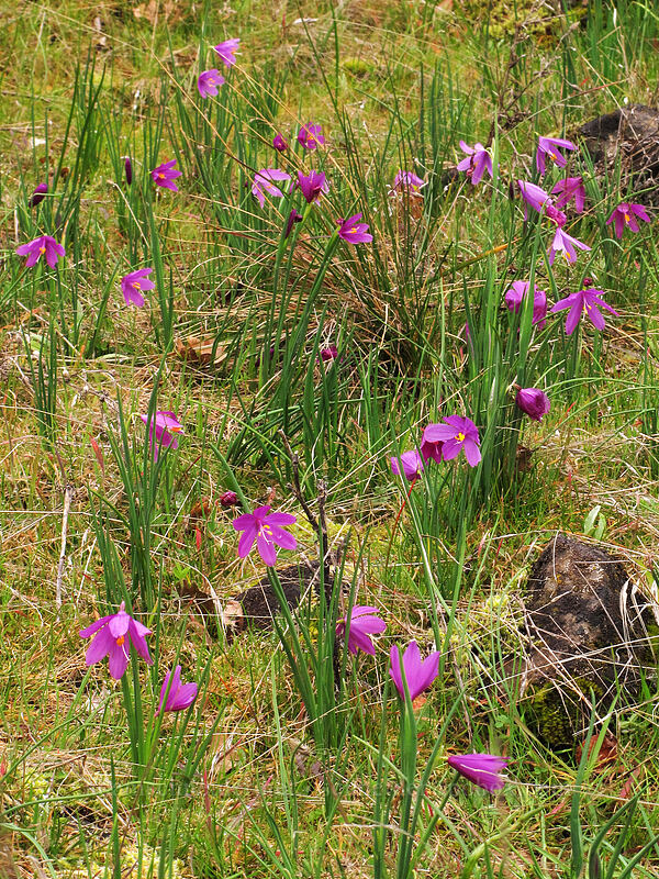 grass widows (Olsynium douglasii) [The Labyrinth, Klickitat County, Washington]