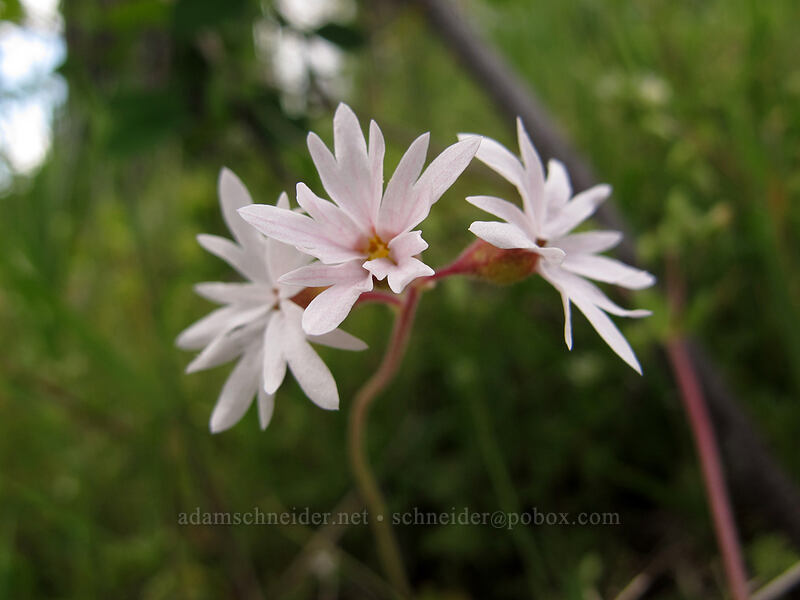 woodland stars (Lithophragma parviflorum) [Eight-Mile Creek, Klickitat County, Washington]