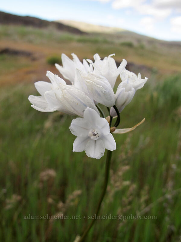 bi-colored cluster lily (Triteleia grandiflora var. howellii (Brodiaea bicolor)) [Horsethief Butte, Klickitat County, Washington]