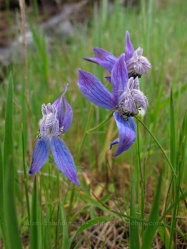 upland larkspur (Delphinium nuttallianum) [Horsethief Butte, Klickitat County, Washington]