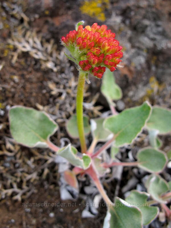 heart-leaf buckwheat (Eriogonum compositum) [Horsethief Butte, Klickitat County, Washington]