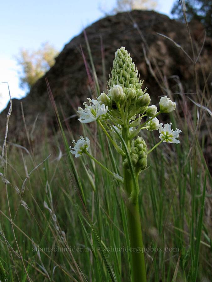 meadow death-camas (Zigadenus venenosus) [Juniper Canyon Trail, Pinnacles National Park, San Benito County, California]