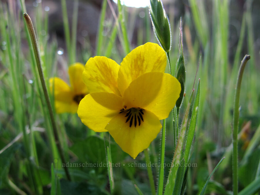 California golden violet (Viola pedunculata) [Juniper Canyon Trail, Pinnacles National Park, San Benito County, California]