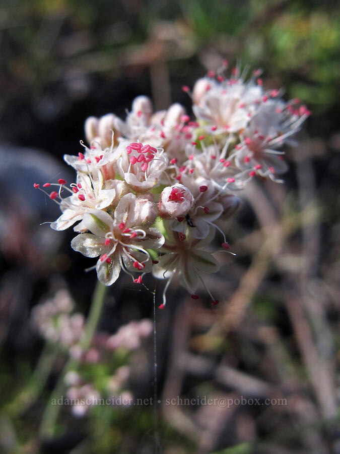 California buckwheat (Eriogonum fasciculatum) [Juniper Canyon Trail, Pinnacles National Park, San Benito County, California]
