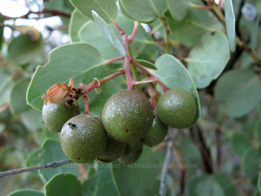 big-berry manzanita (Arctostaphylos glauca) [Juniper Canyon Trail, Pinnacles National Park, San Benito County, California]